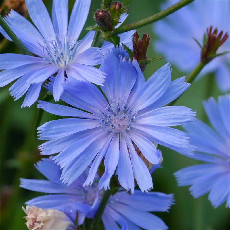 Chicory