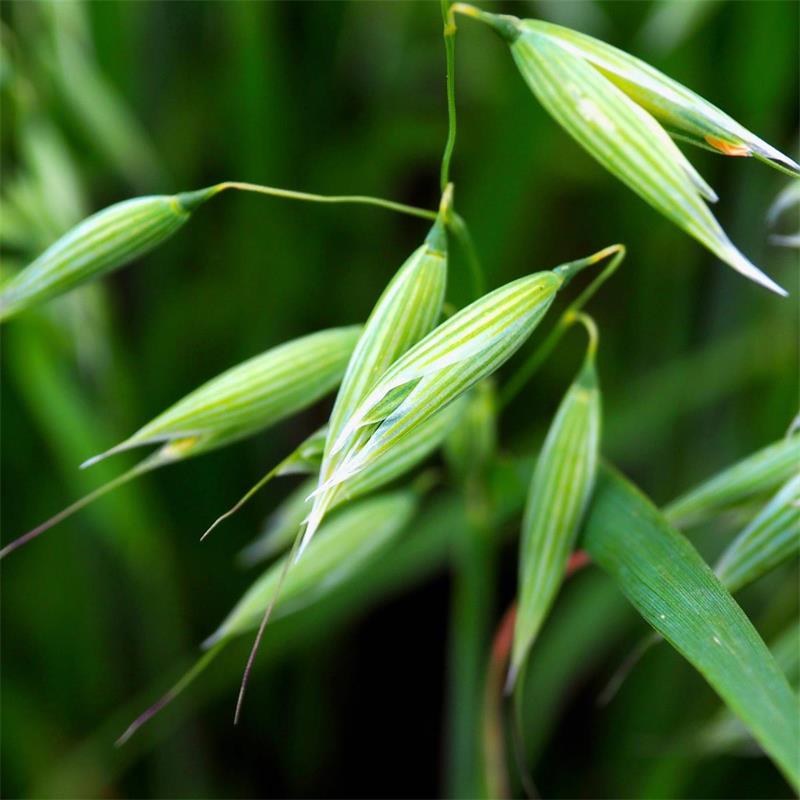 Milky Oat Tops