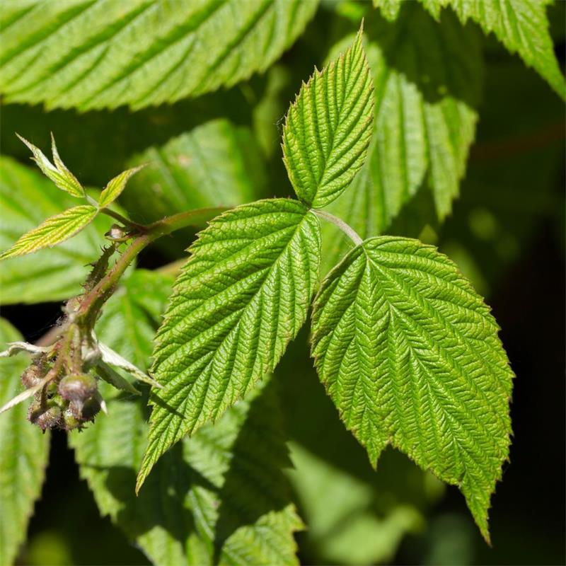 Raspberry Leaf