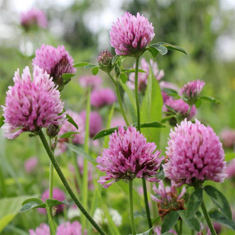 Red Clover Blossom