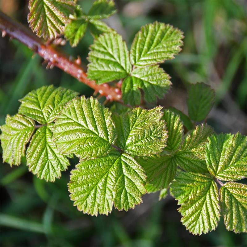 Blackberry Leaf