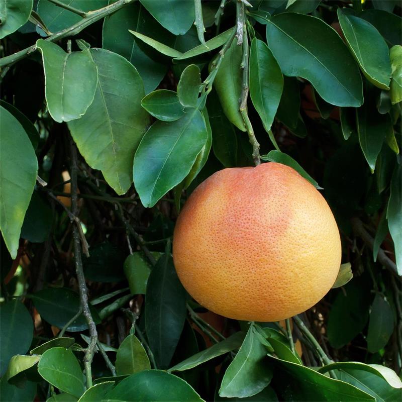 Grapefruit Peel - Citrus × paradisi