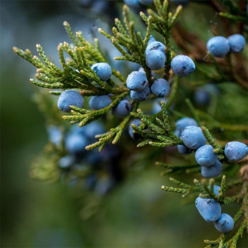 Juniper Berry - Juniperus spp.