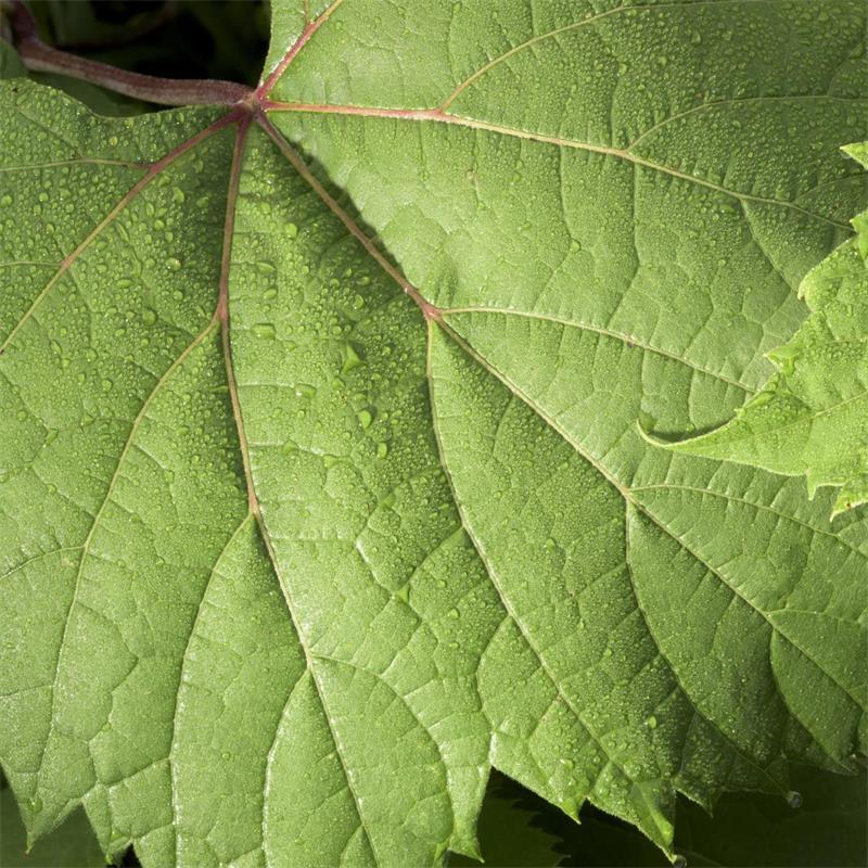 Wild Grape Leaf