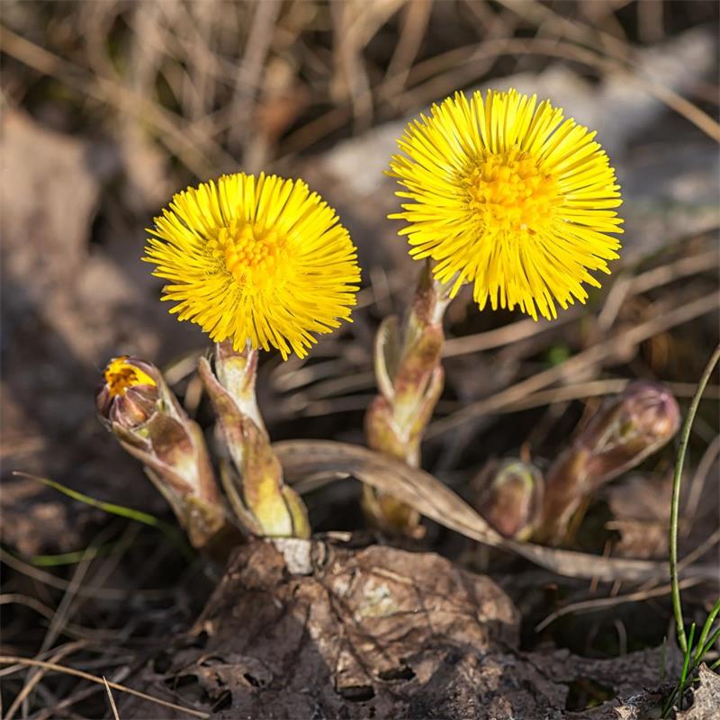 Coltsfoot