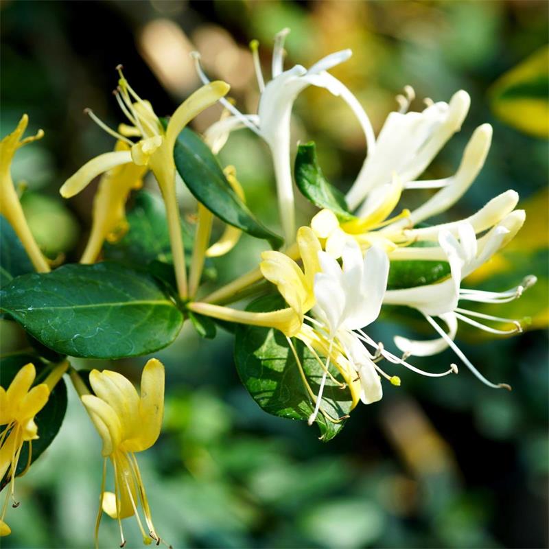 Honeysuckle