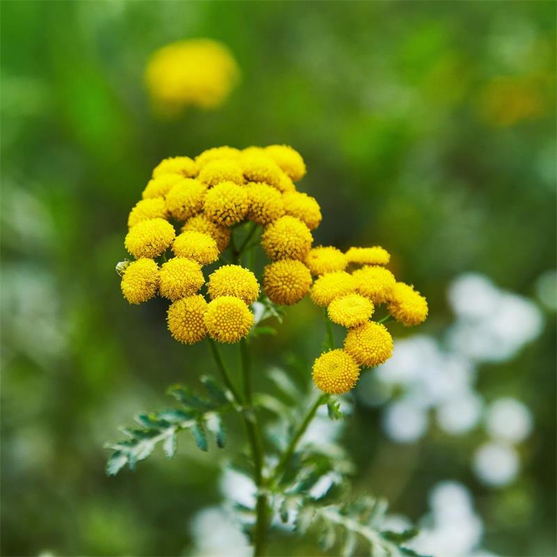 Tansy