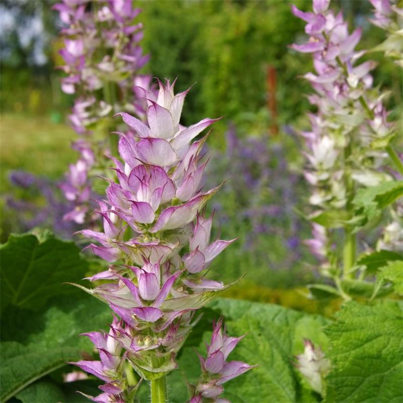 Clary Sage