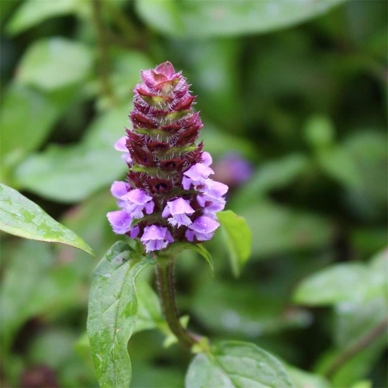 Self Heal