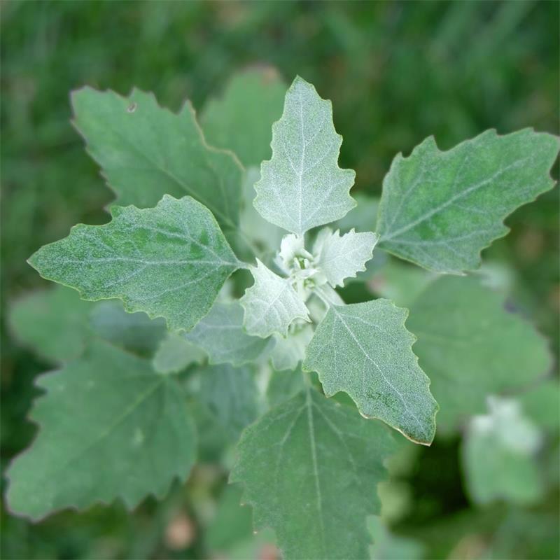 Lambs Quarters