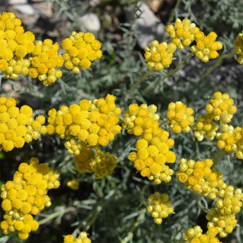 Helichrysum