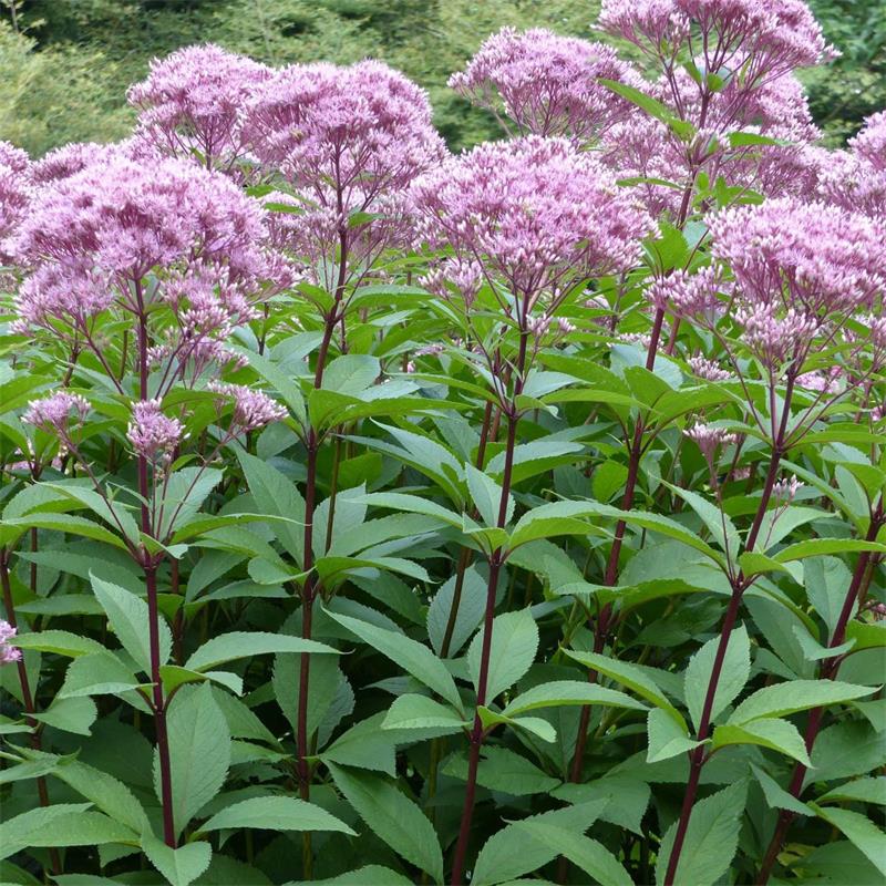 Joe Pye Weed