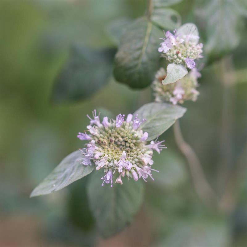 Mountain Mint