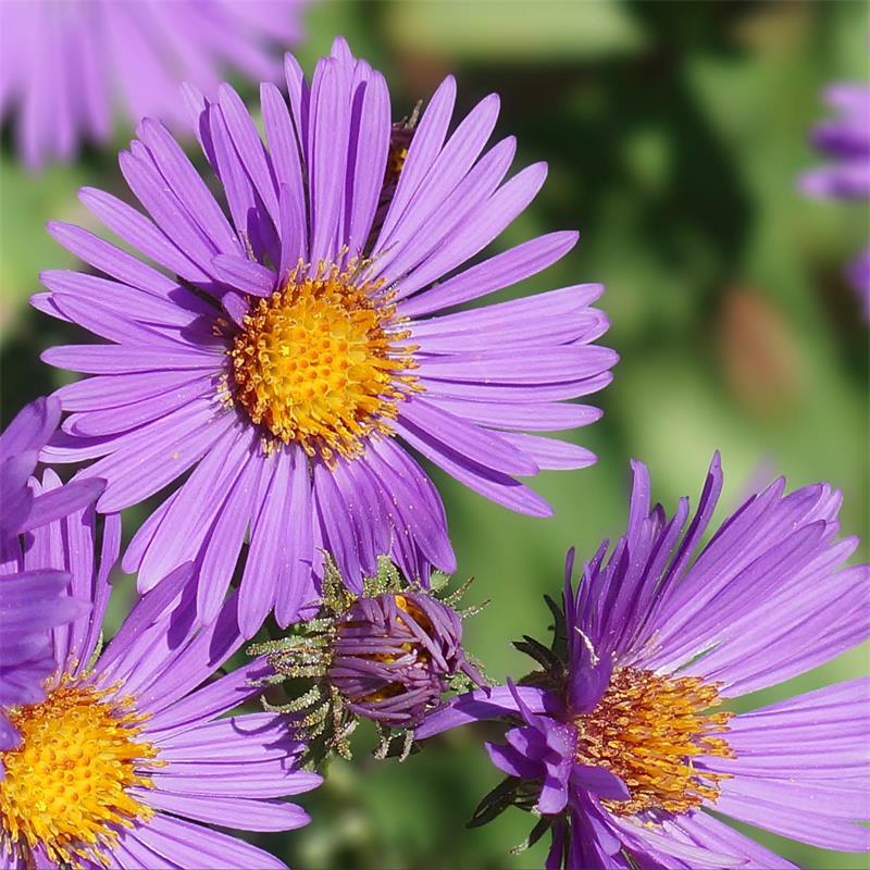 New England Aster