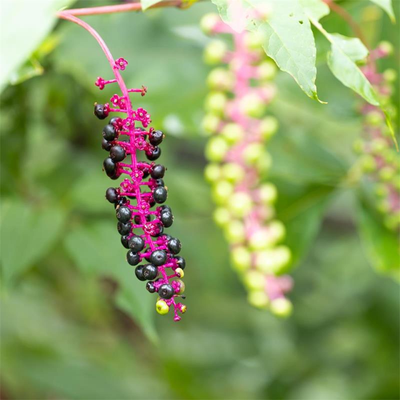 Pokeweed