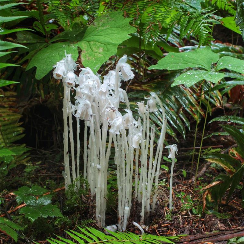 13+ Ghost Pipes Plant - HsiauHumeara