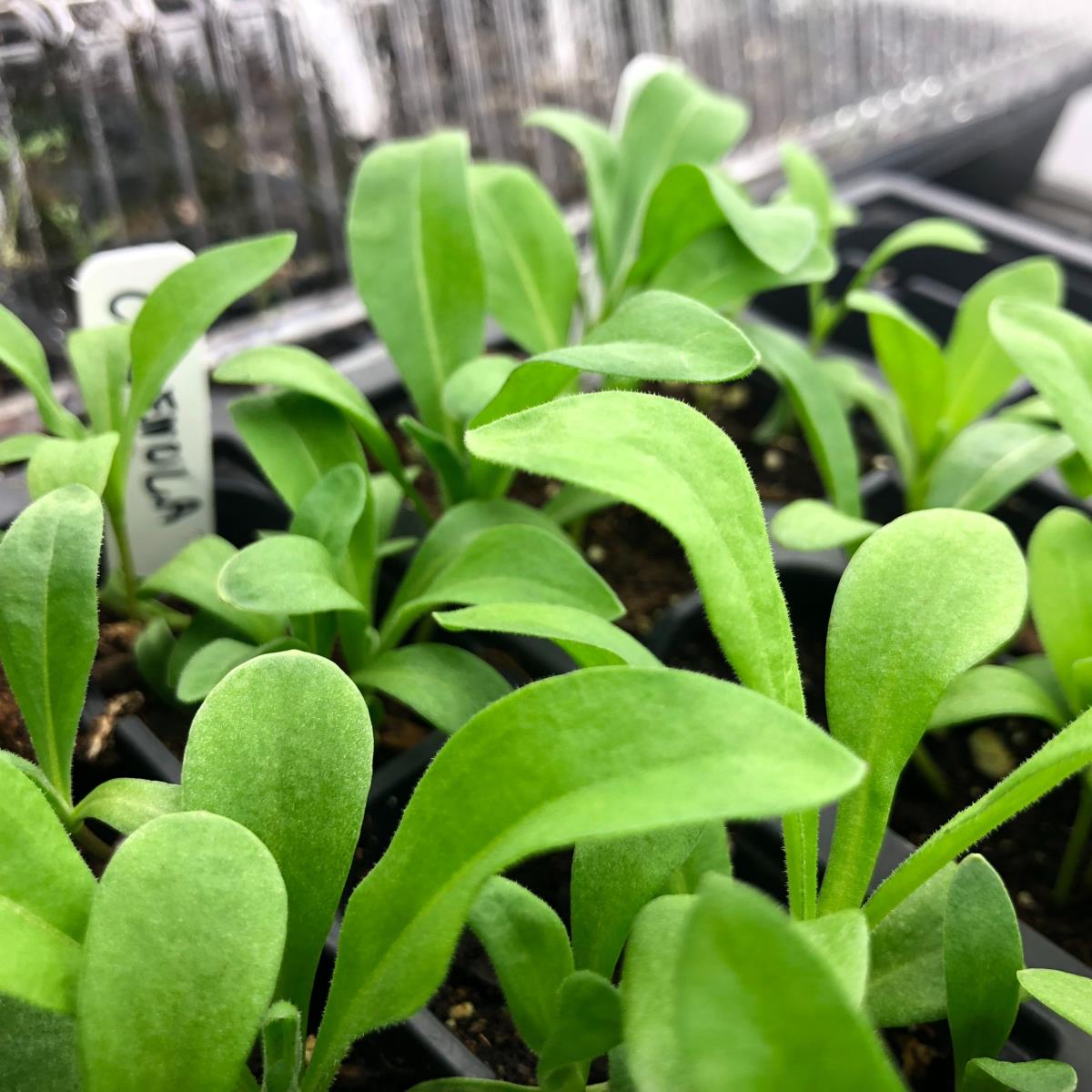 Calendula - Calendula officinalis