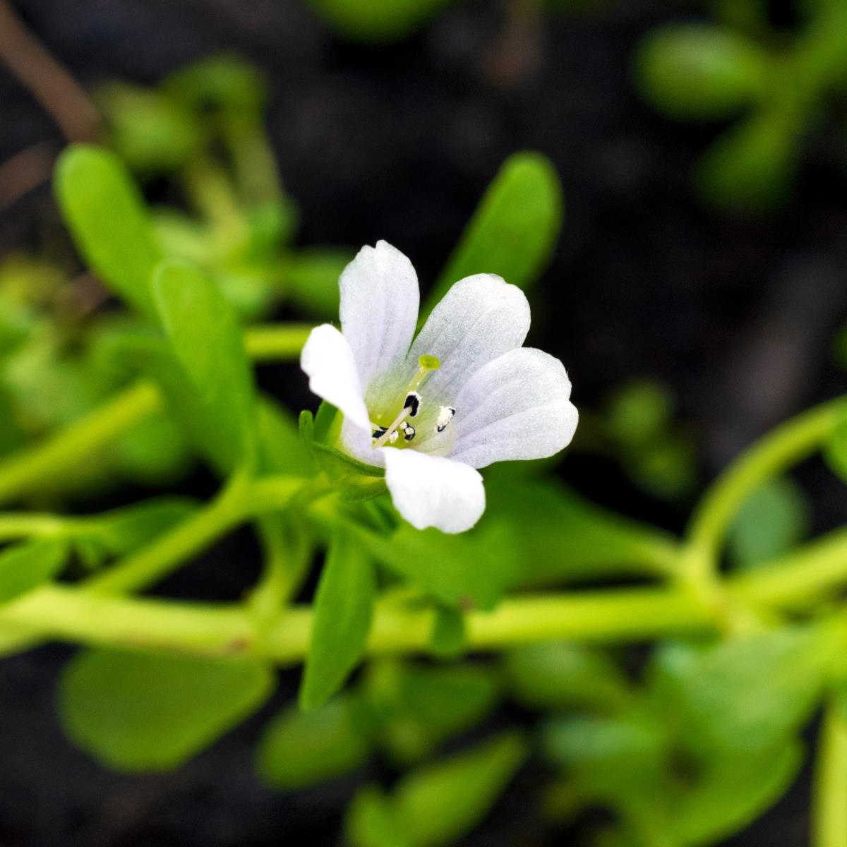 Brahmi