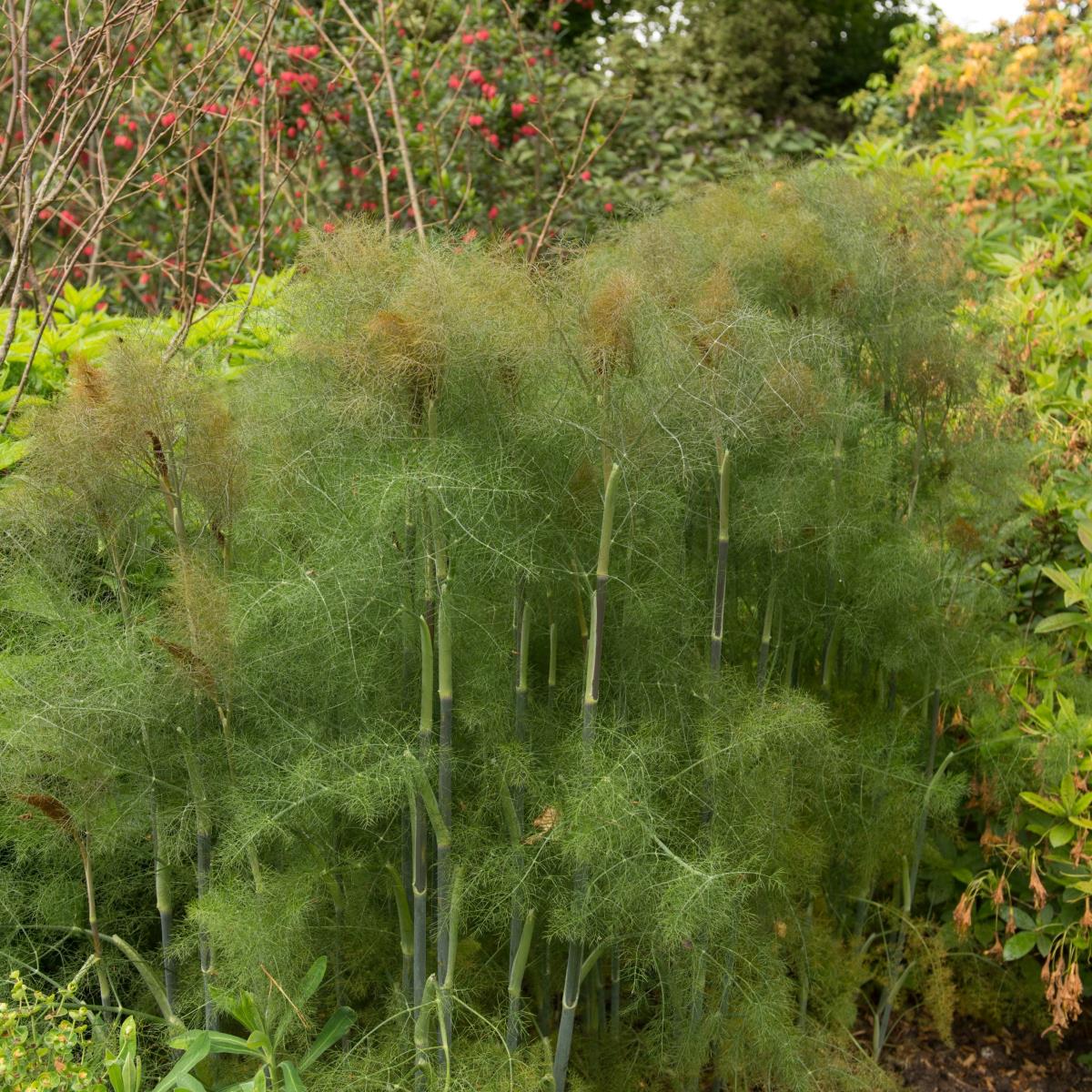 Bronze Fennel