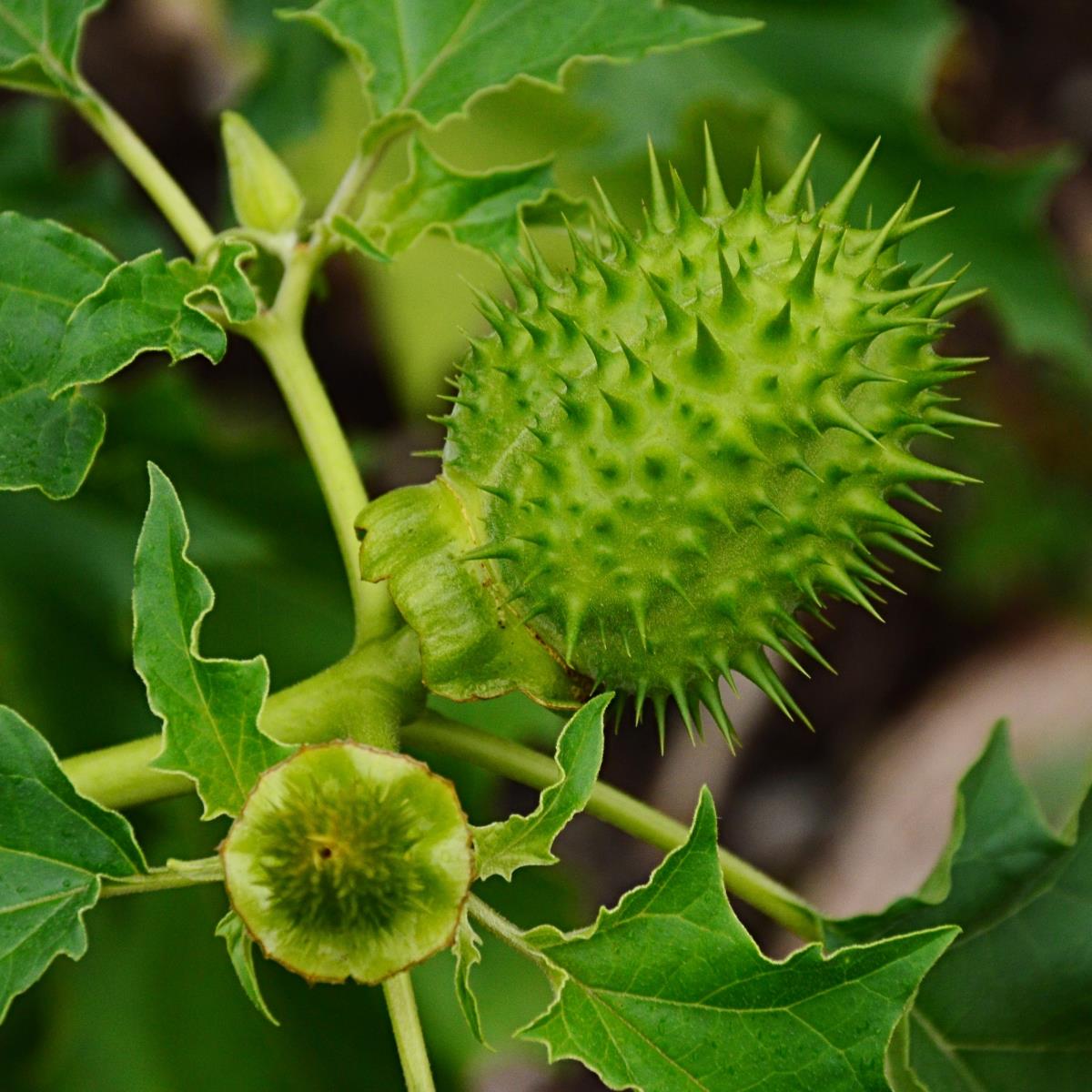 Jimson Weed