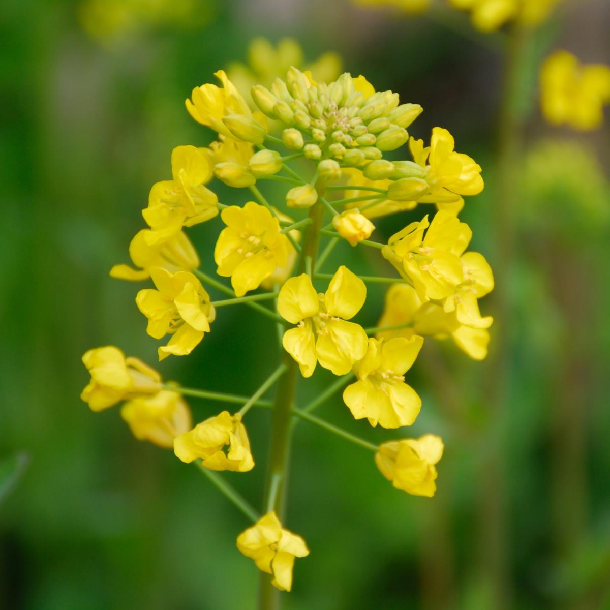 Mustard - Brassica rapa