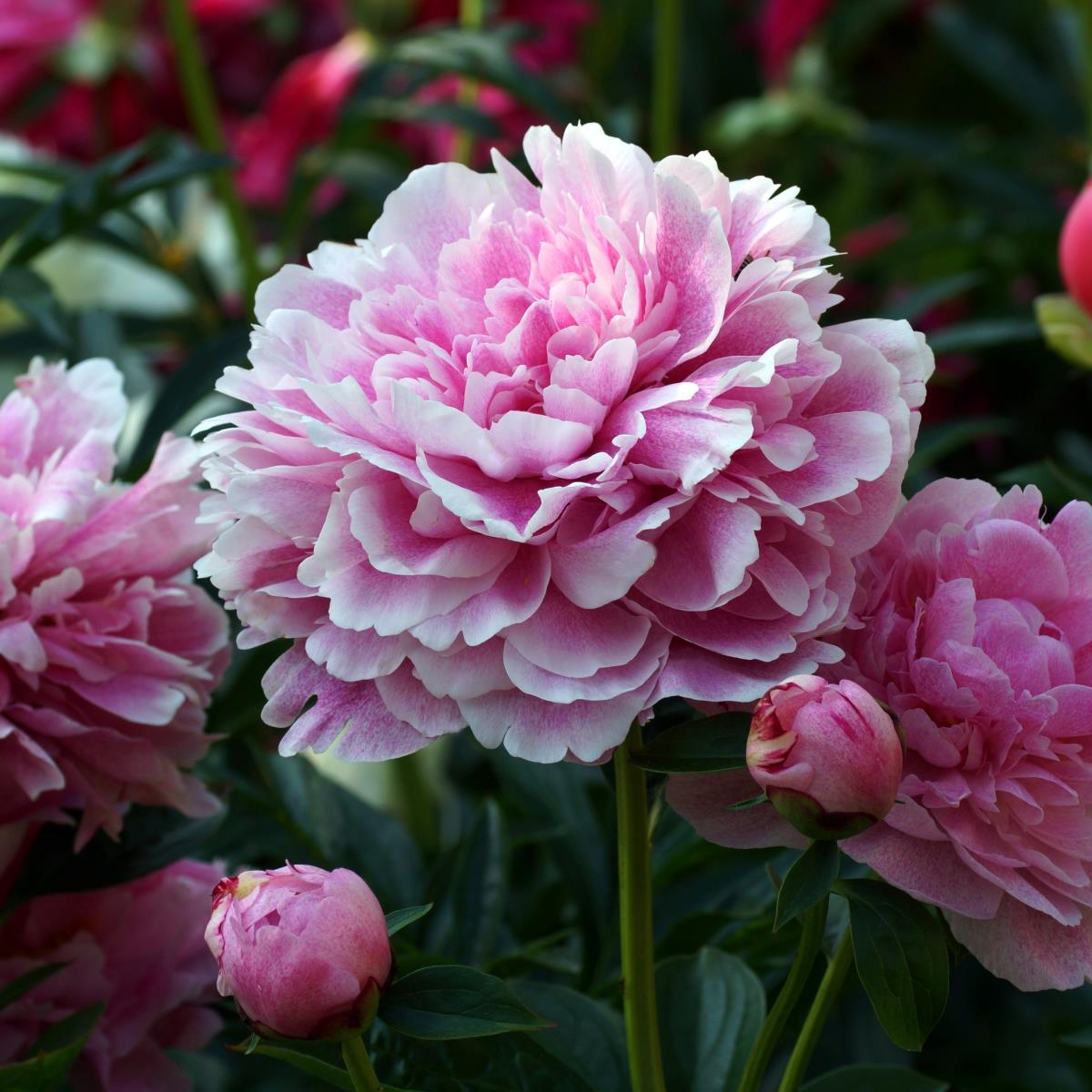 Peony