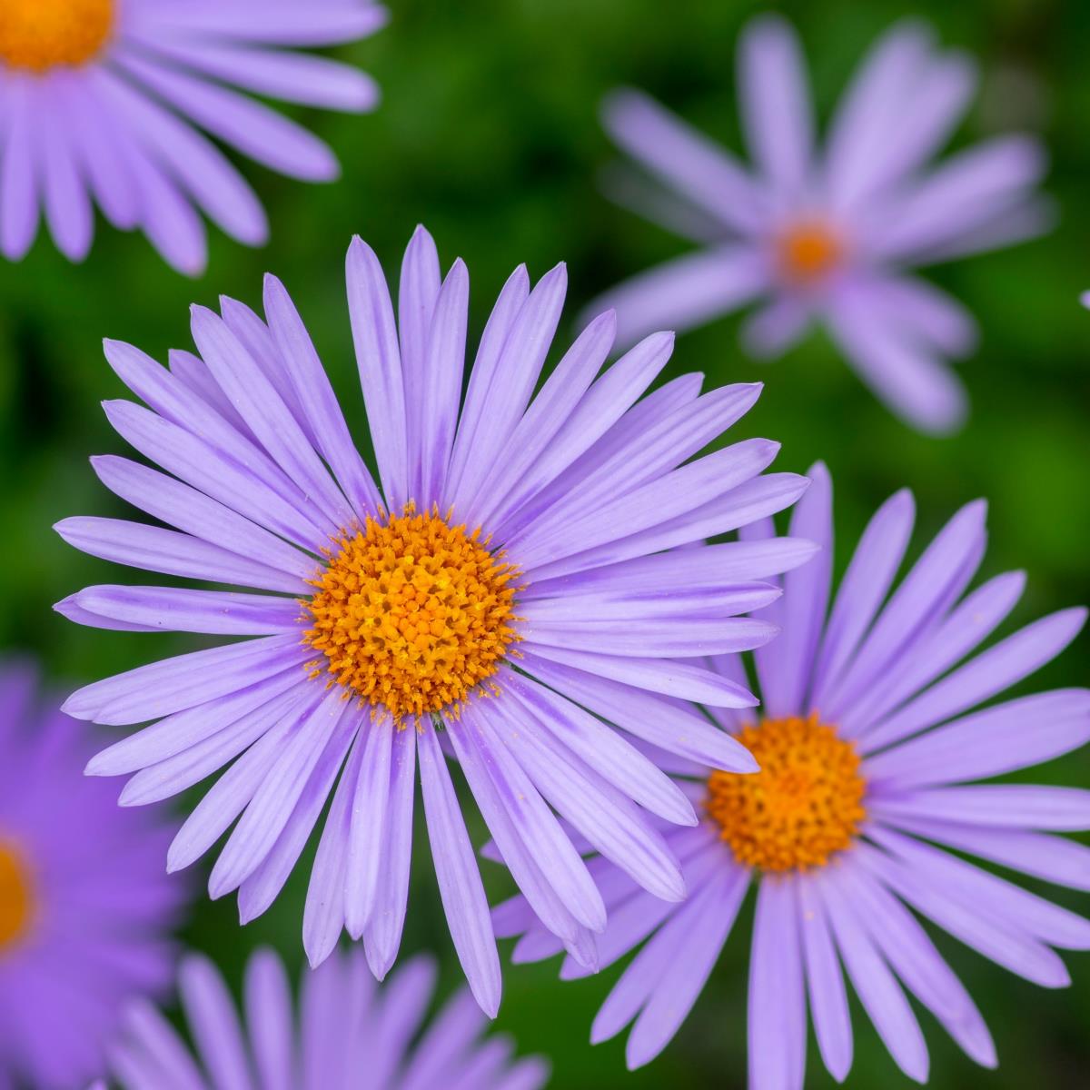 Purple Aster - Aster amellus