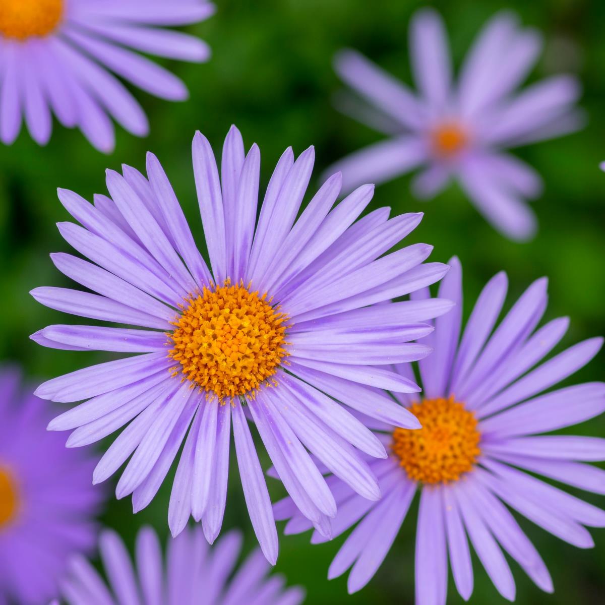 Purple Aster