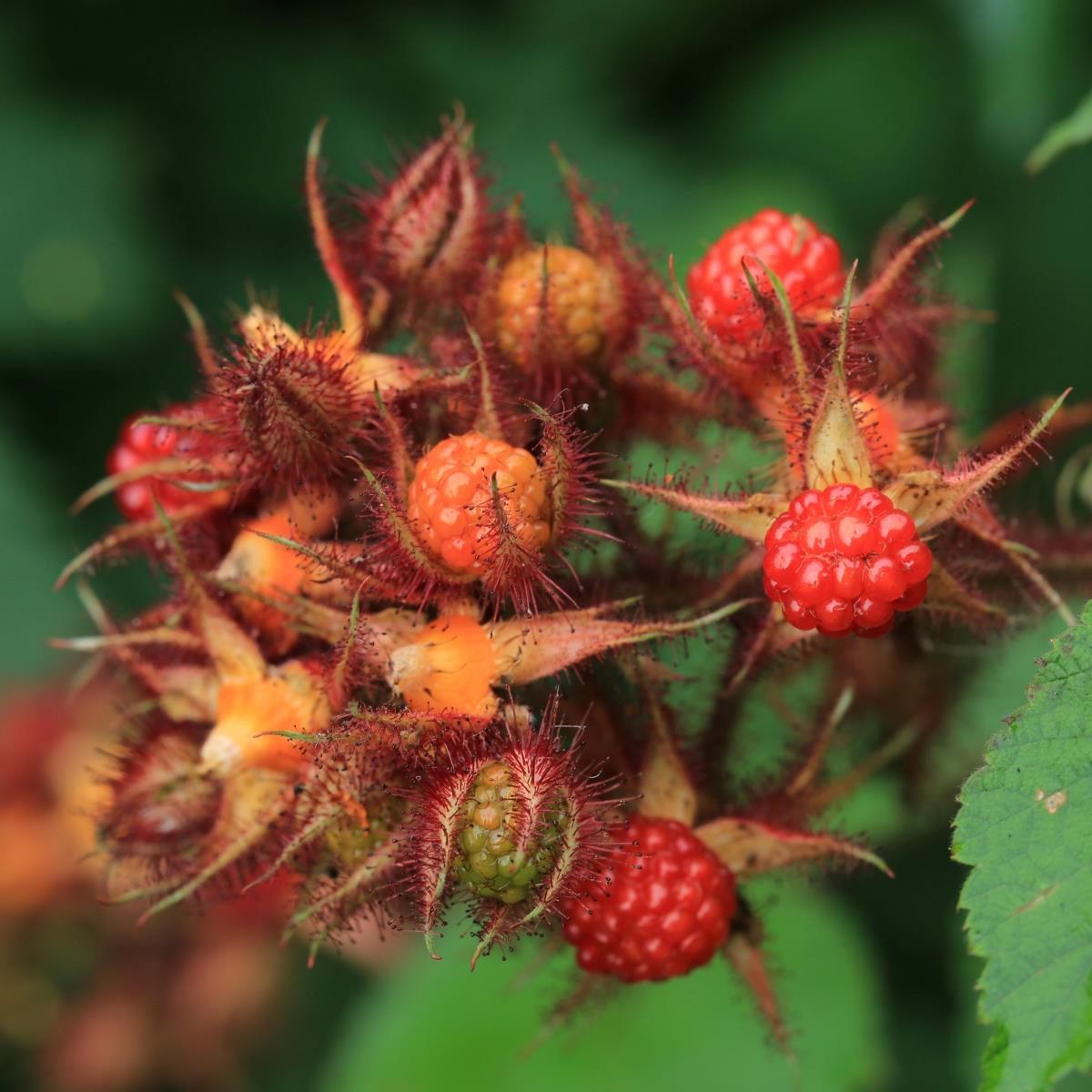 Wine Berry - Rubus phoenicolasius