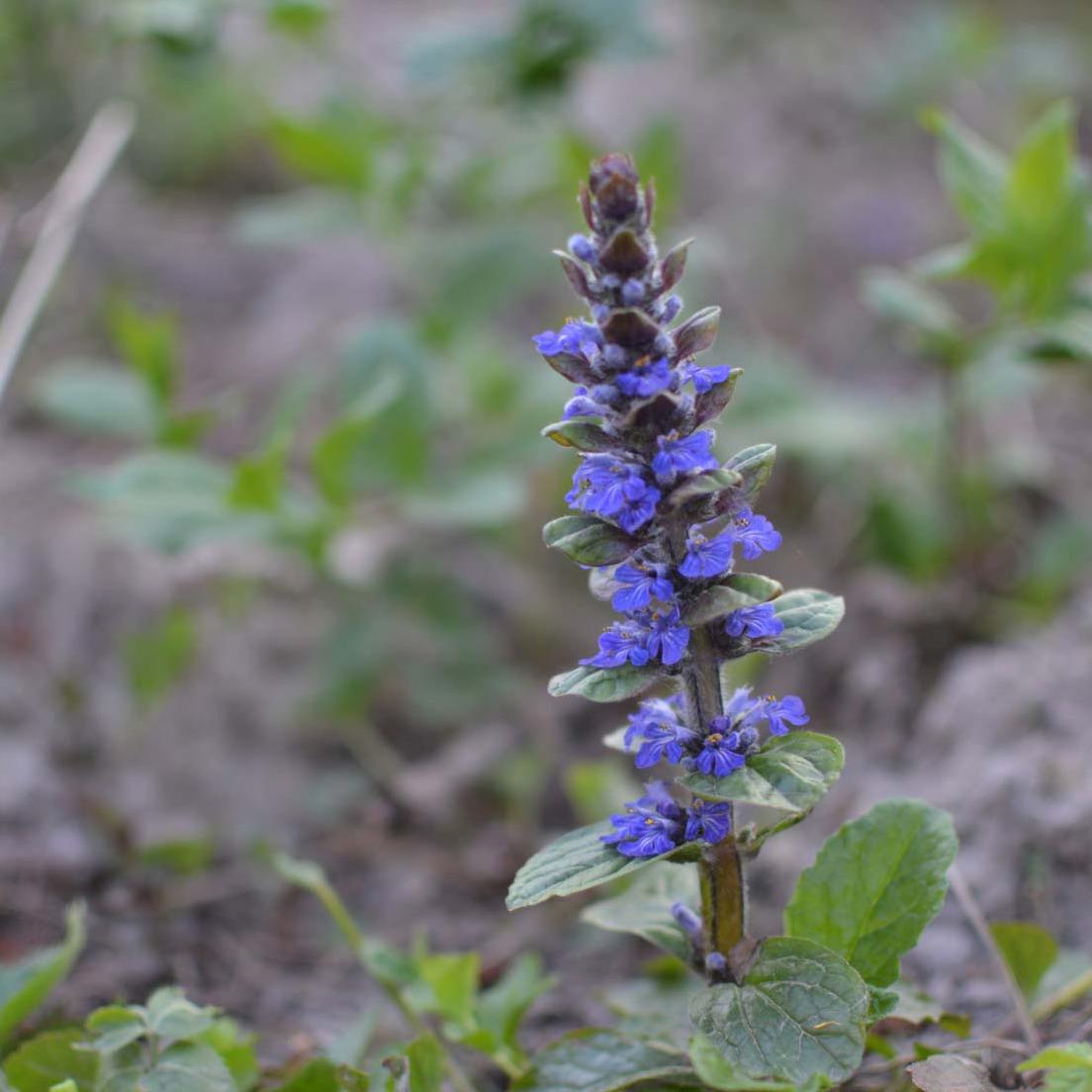 Bugleweed