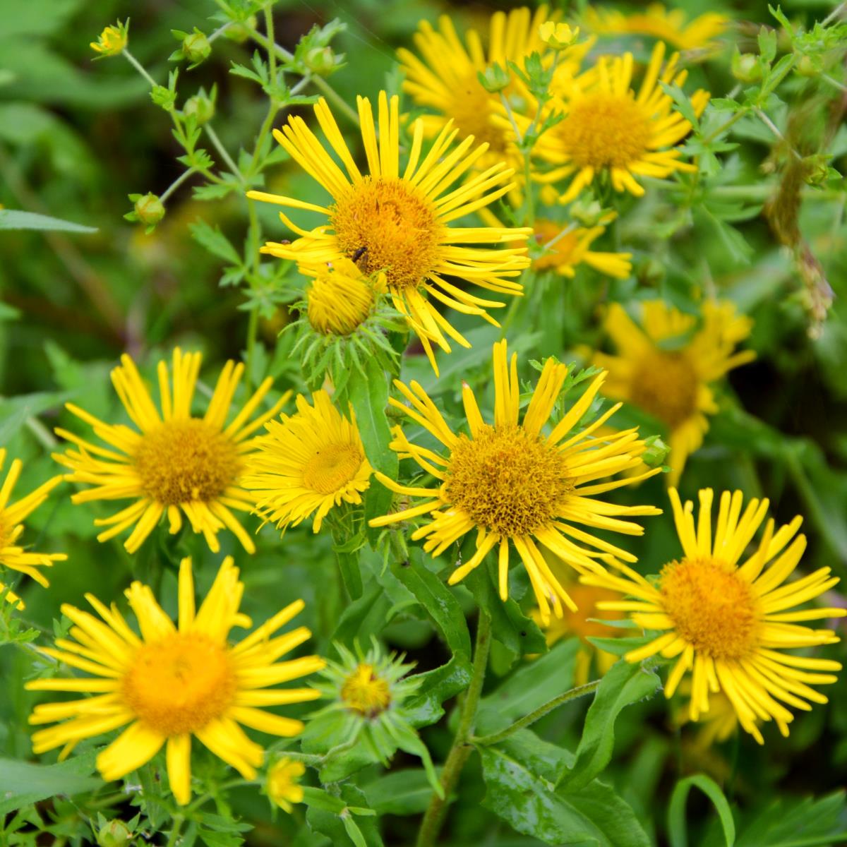 Elecampane