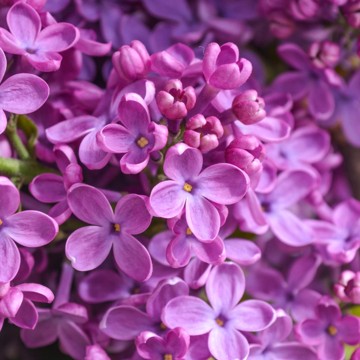 Lilac