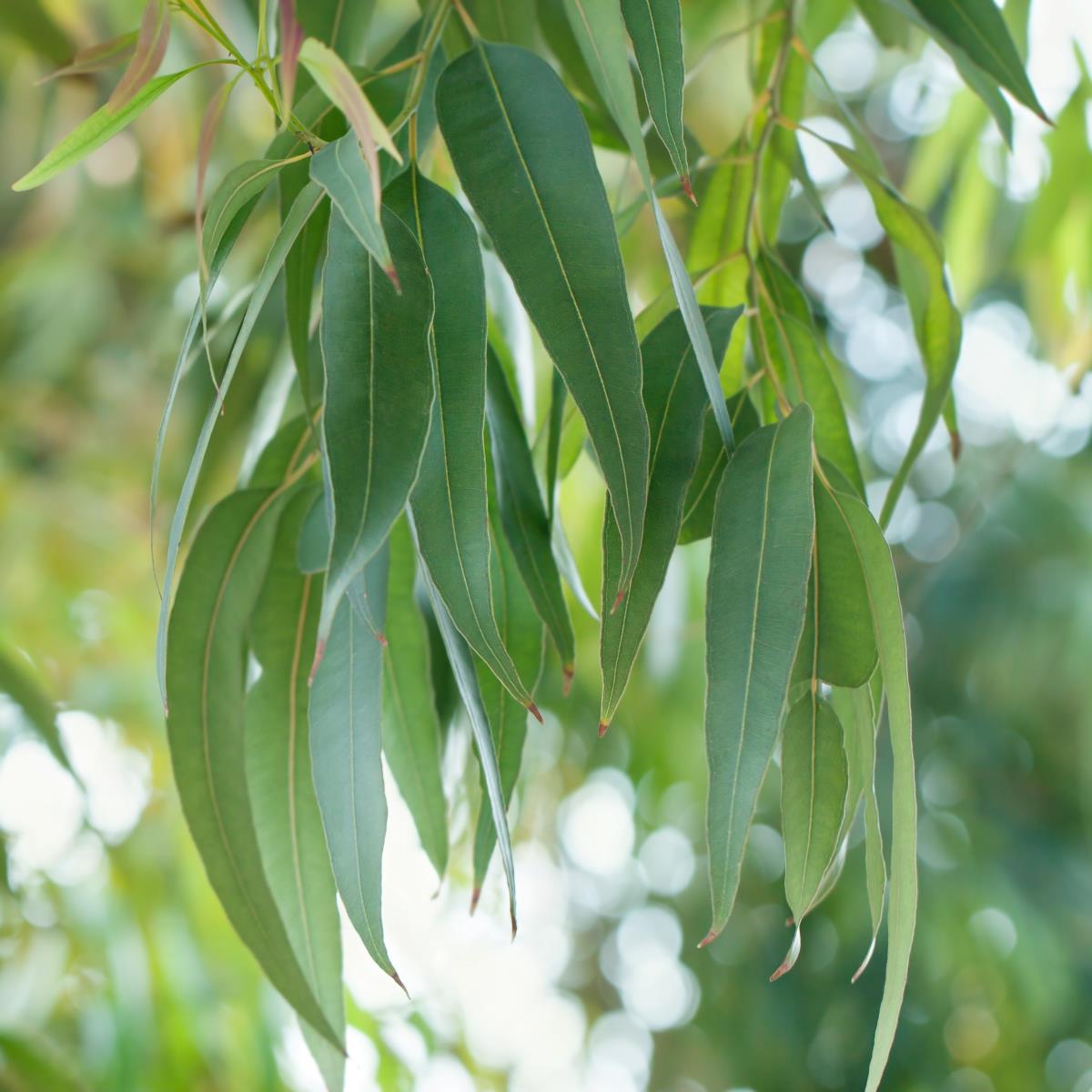 Eucalyptus