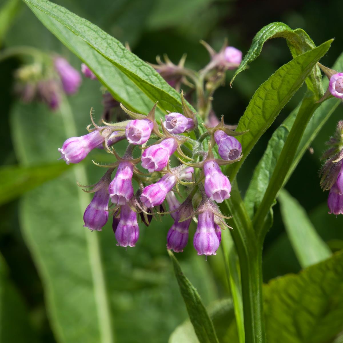 Comfrey