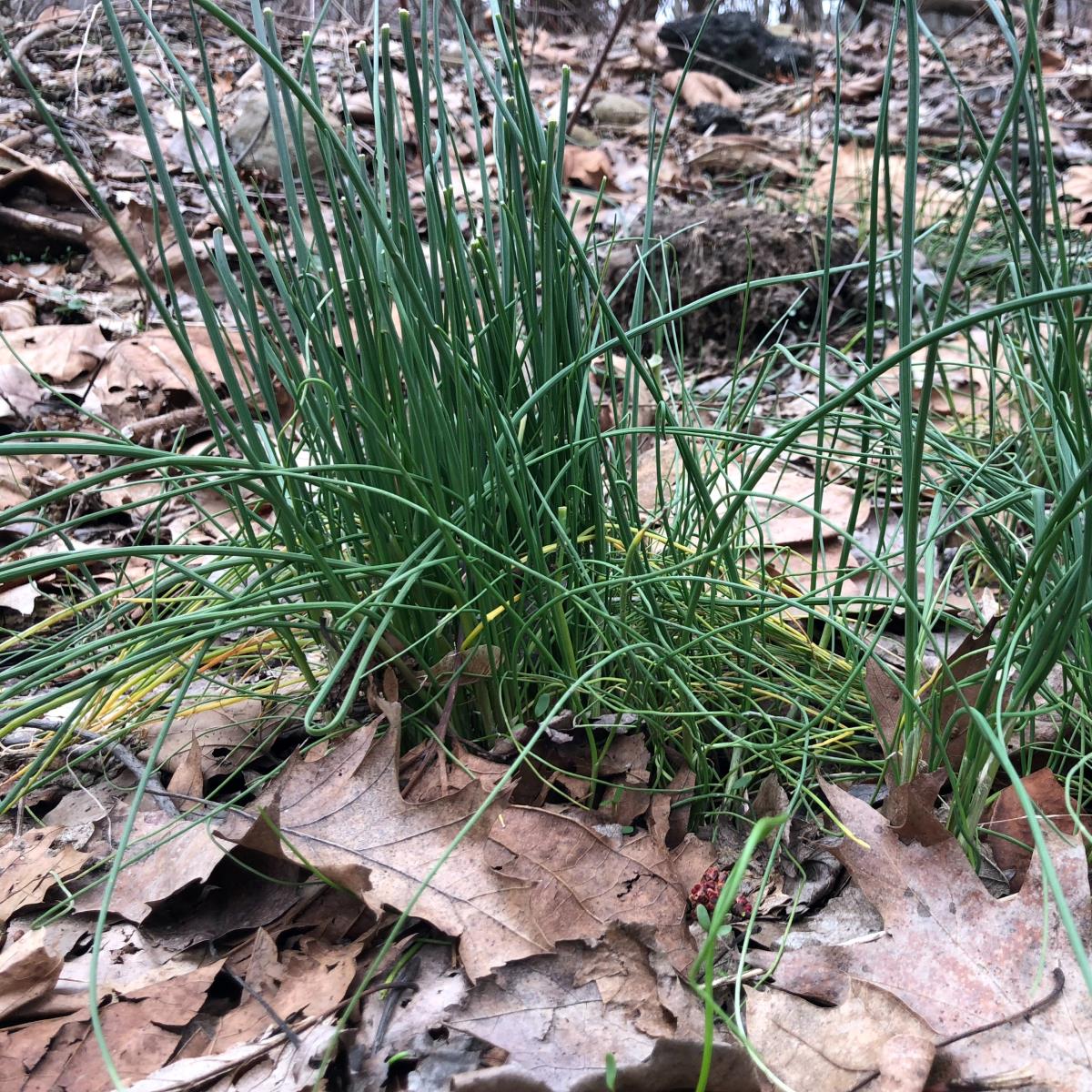 Field Garlic