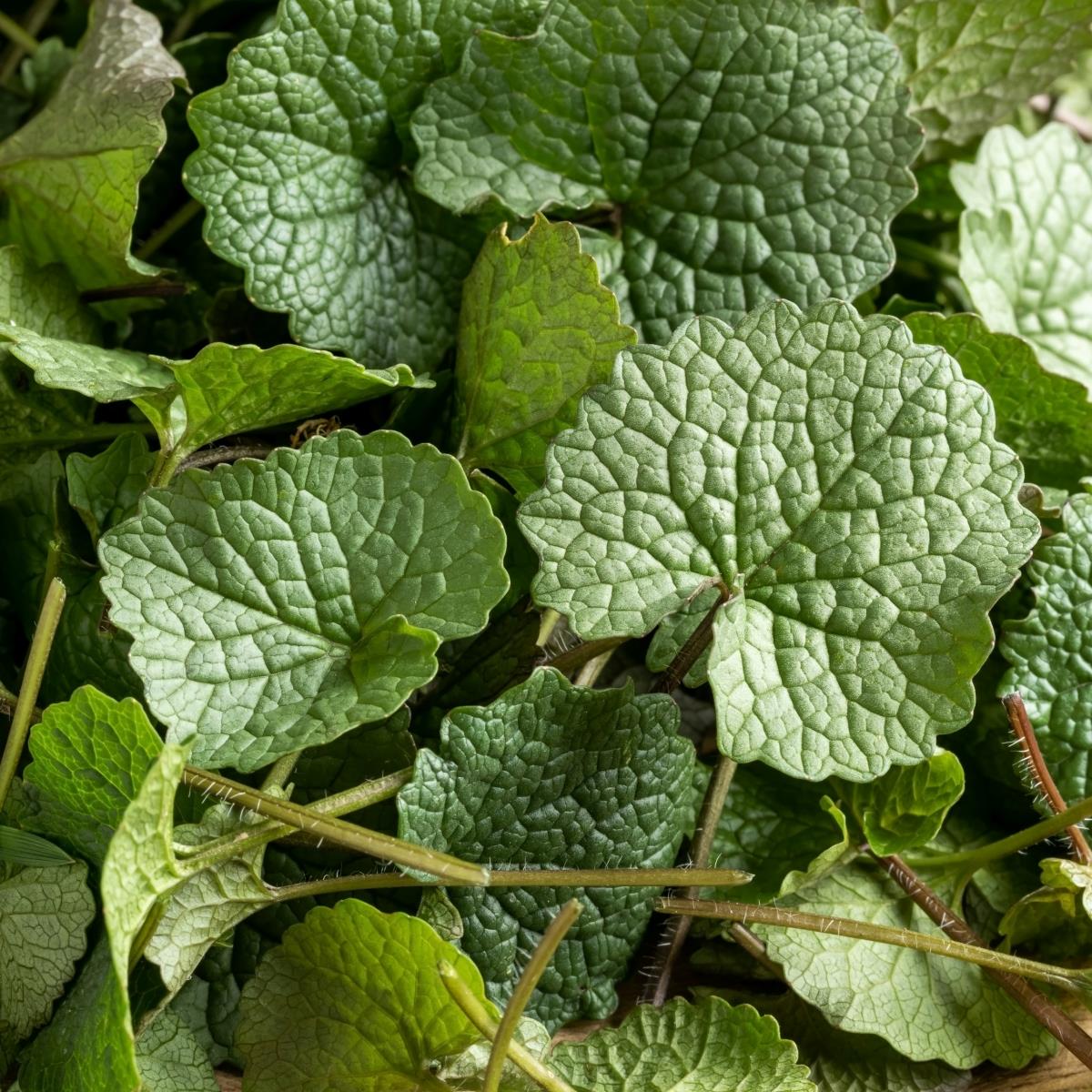 Garlic Mustard