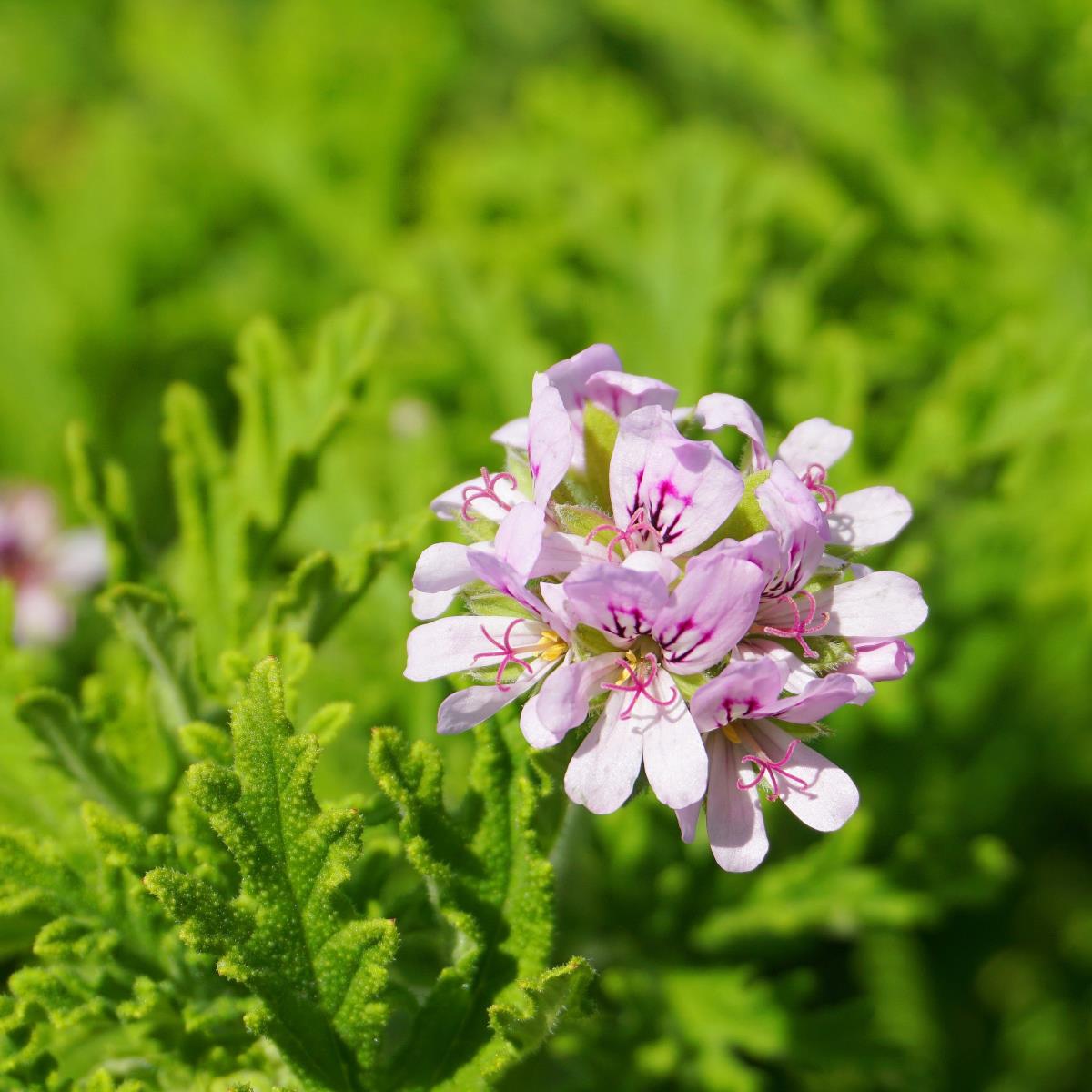 Rose Geranium