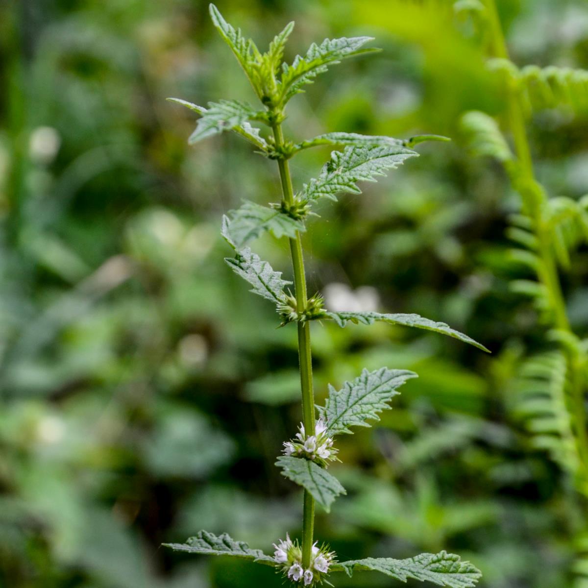 Bugleweed