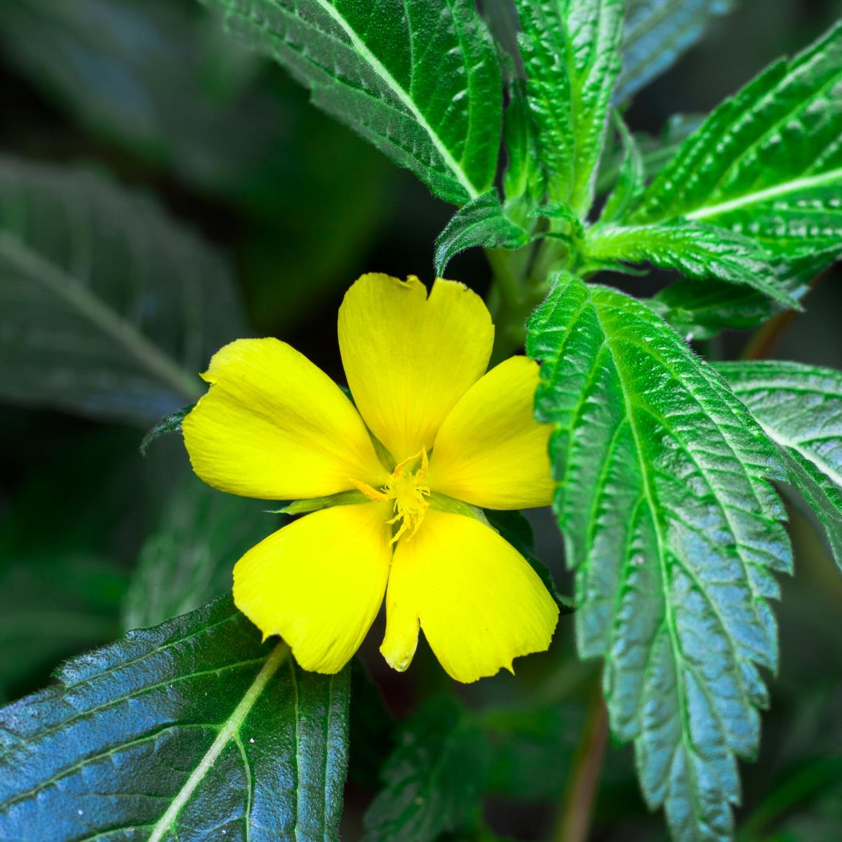 Damiana Turnera Diffusa Mayernik Kitchen