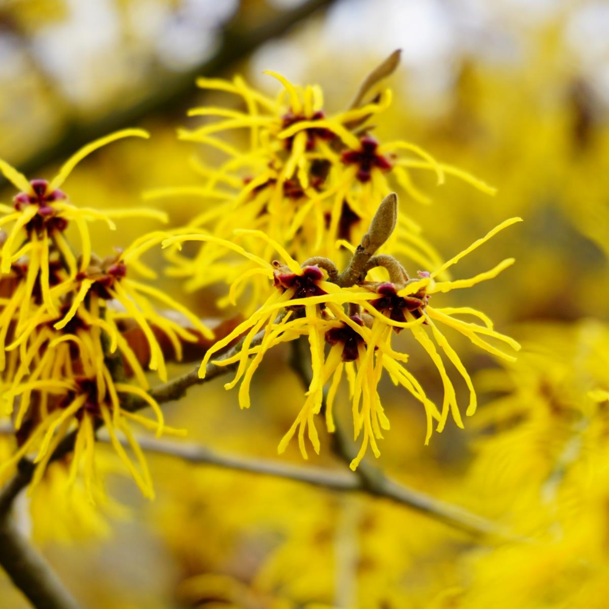 Witch Hazel