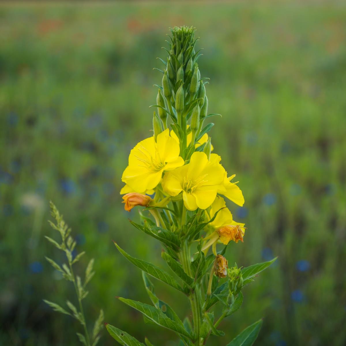 Evening Primrose