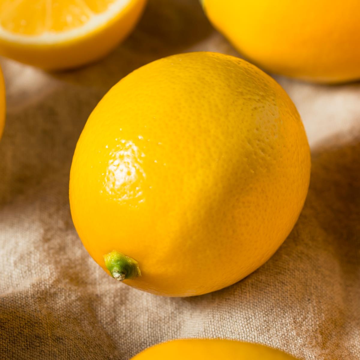 Meyer Lemon - Citrus x meyeri