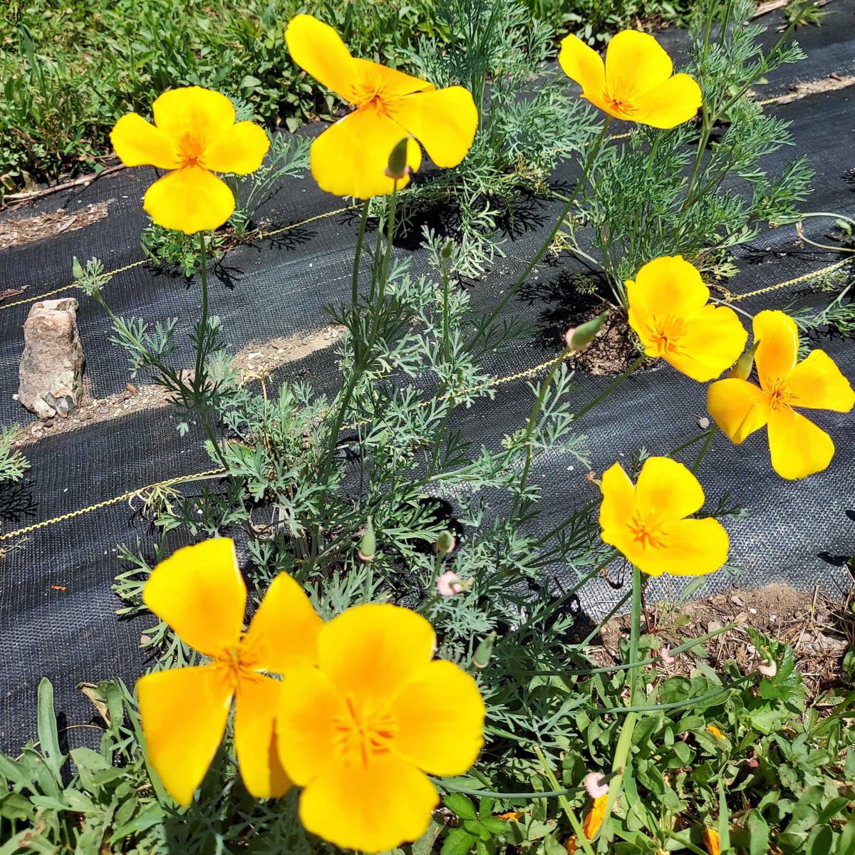 California Poppy - Eschscholzia californica