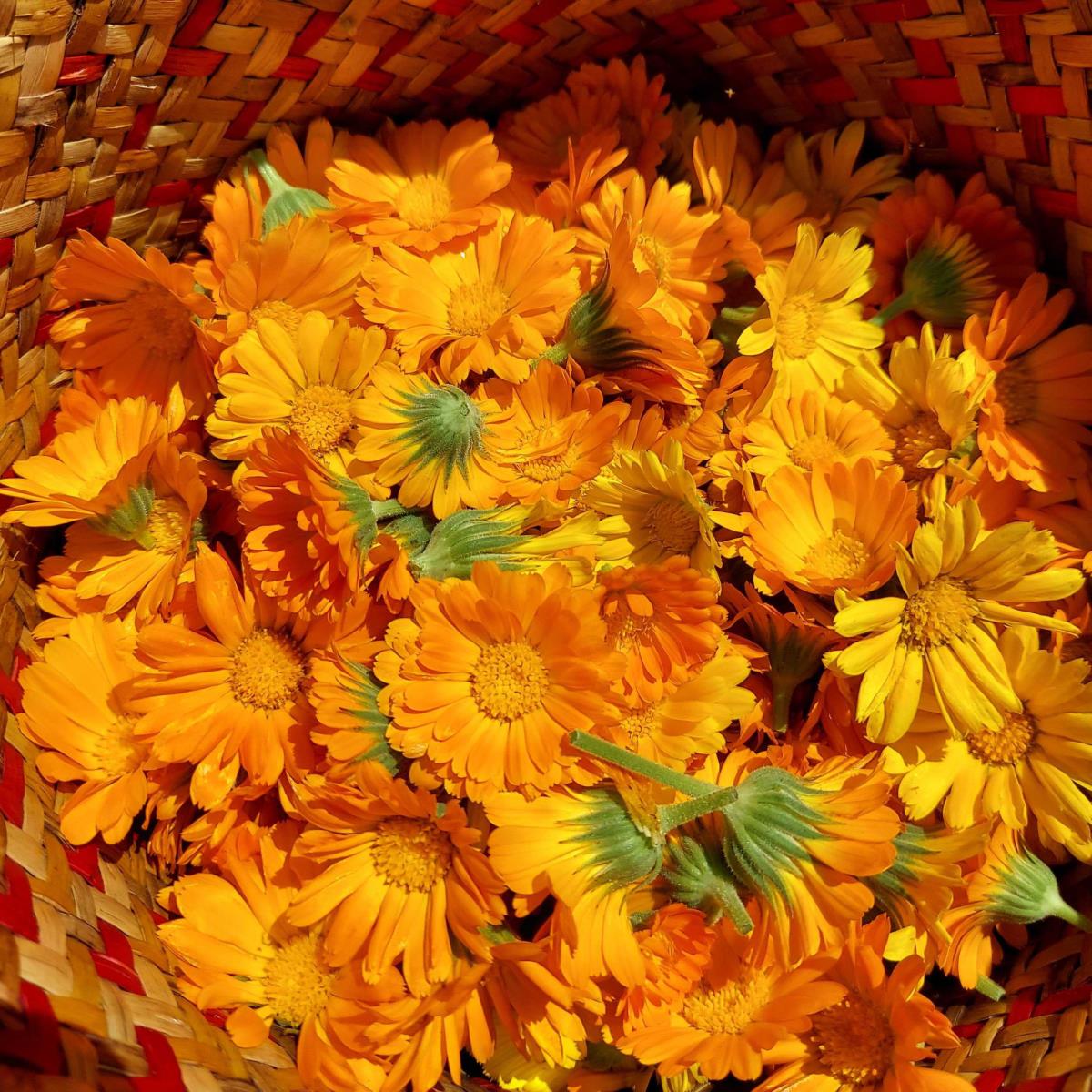 Calendula Flowers - calendula officinalis