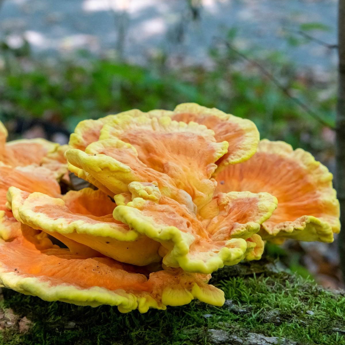 Chicken of the Woods