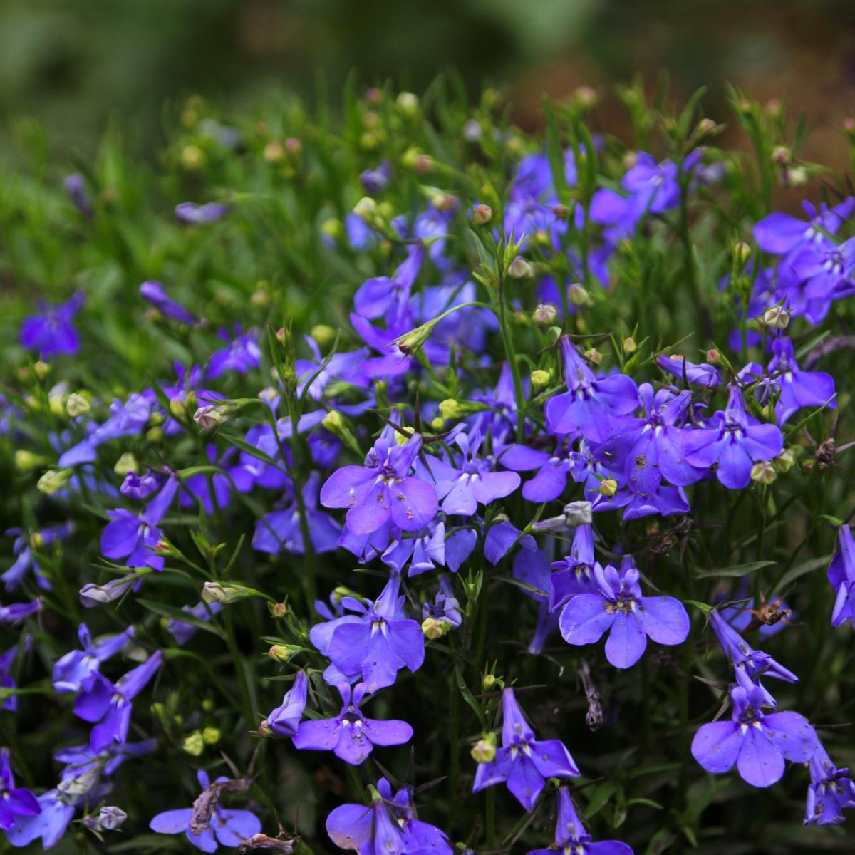 Lobelia