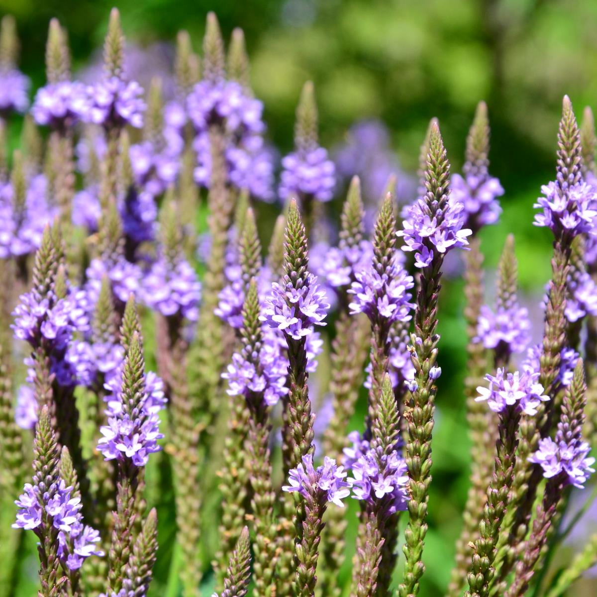 Vervain