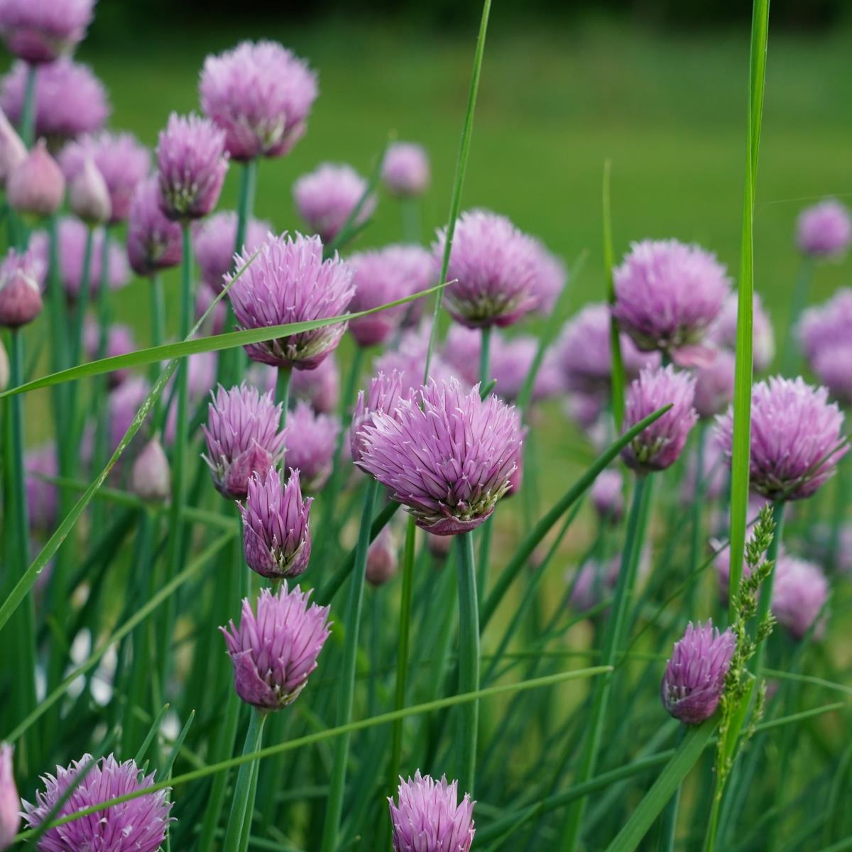 Chives