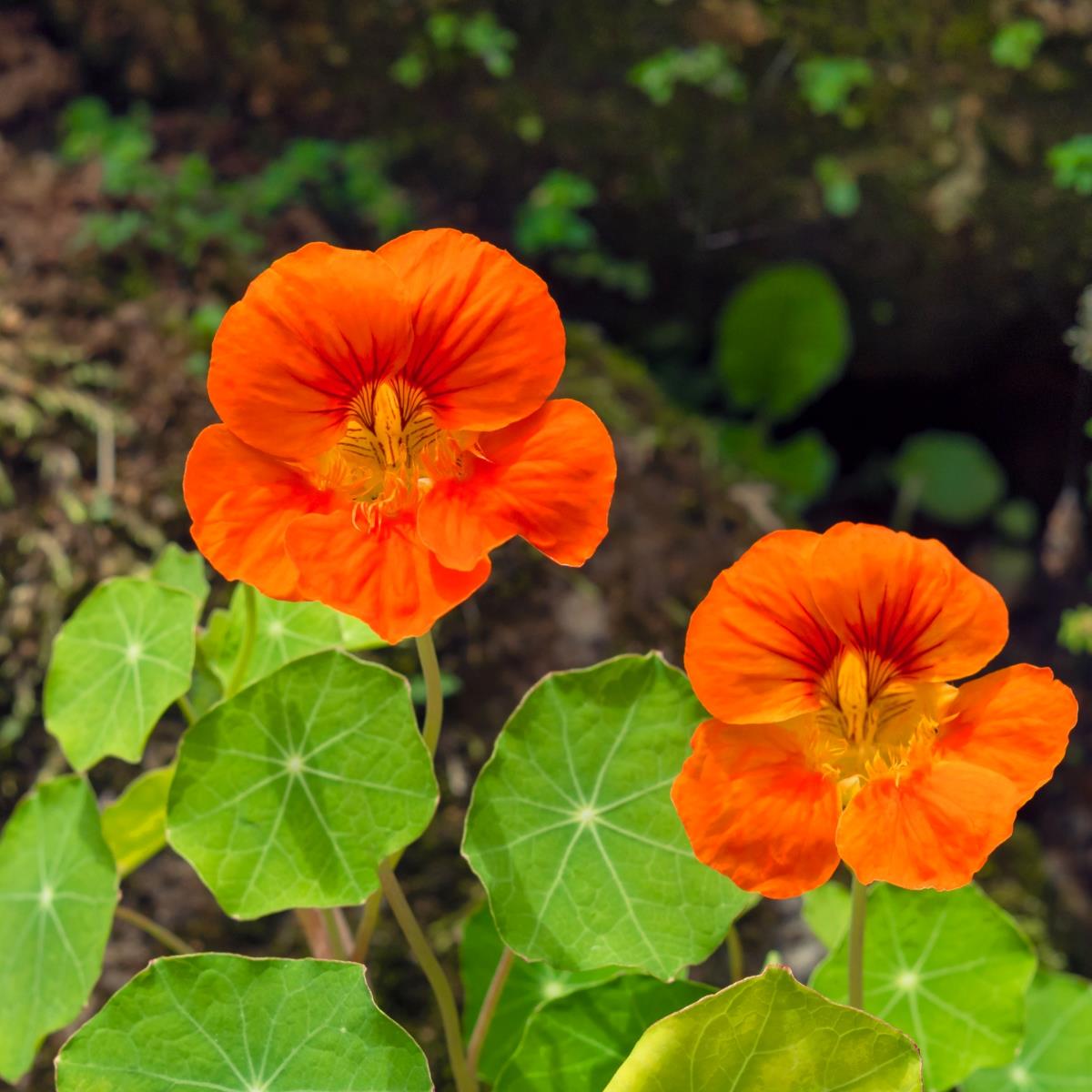 Nasturtium