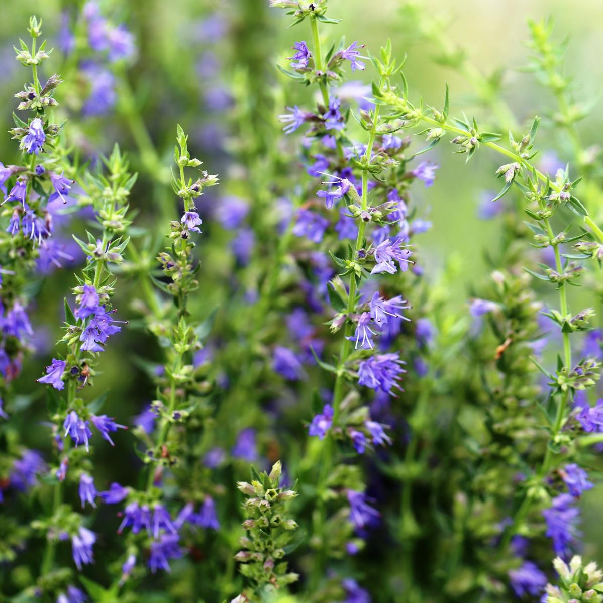 Hyssop